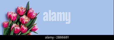 Webbanner mit Blumenstrauß aus Tulpen auf blauem Hintergrund und Platz für Ihren Text. Vertikales Bild. Stockfoto