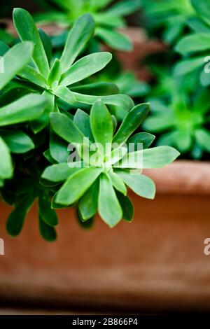 Grüner saftiger Pflanzenauflauf auf Keramiktopf mit Kopierraum. Stockfoto