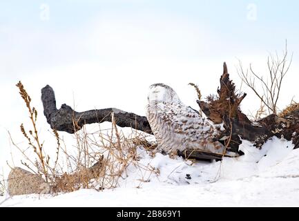 Schneewule (Bubo scandiacus), die auf einem verbrannten Holzkegel bei der Winterjagd in Quebec, Kanada, stehen Stockfoto