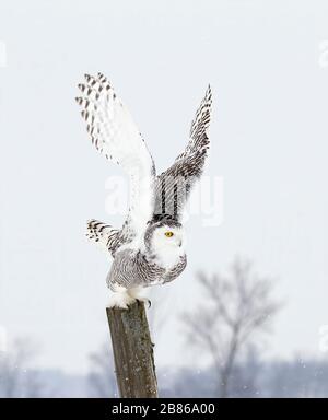 Schneewule (Bubo scandiacus) breitet seine Flügel aus, als er von einem Posten abgeht, um in Quebec, Kanada zu jagen Stockfoto