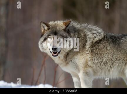 Ein einsamer Timber Wolf oder grauen Wolf Canis lupus wandern im Winter Schnee in Kanada Stockfoto