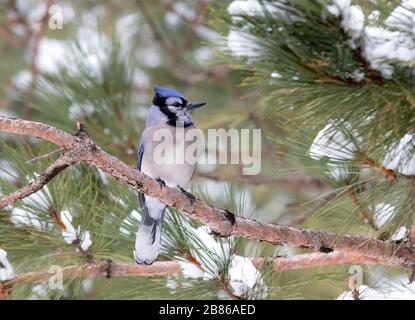 Blue Jay (Cyanocitta Cristata) thront im Winter auf einer Filiale im Algonquin Park, Kanada Stockfoto