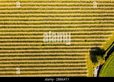 Thatchers Apfelgarten in Somerset. Stockfoto