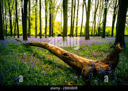 In Großbritannien lebt etwa die Hälfte der gesamten weltweiten Population wilder Blaupausen. Das Wetter ist winterlich, die Farbe ist hell. Stockfoto