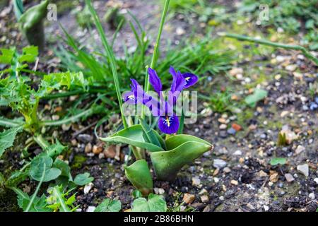 Eine dunkelblau-violette Zwerg- oder Pygmäeniris, Iris pumila, in einem eher vernachlässigten Blumenbeet Stockfoto