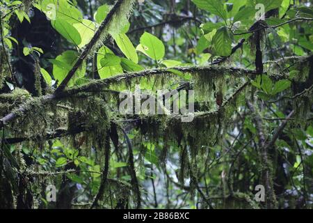 Pflanzen und Bäume im Wald des Tortuguero National Park, Costa Rica Stockfoto