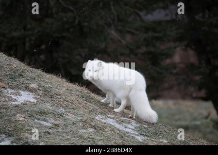 Arktischer Fuchs (Vulpes lagopus) im Winter in Kanada wandern Stockfoto