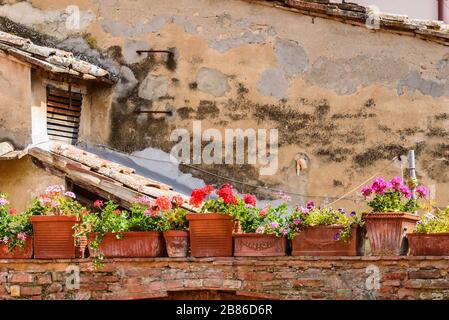 Certaldo, Toskana / Italien: Eine Reihe von Keramikgefäßen aus leuchtend rosa und roten Geranien an einer Wand im mittelalterlichen Oberteil der Stadt namens Certaldo Alto Stockfoto