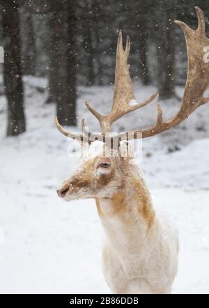 Hirsch Damwild (Dama Dama) mit großem Geweih stellt in einem Winter in Kanada Stockfoto