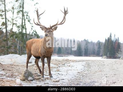 Majestätisch aussehender Rotwild-Hirsch mit großem Geweih im Winterschnee in Kanada Stockfoto