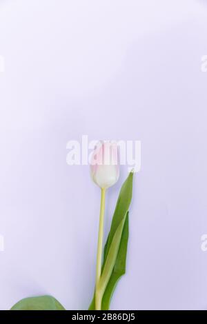 Die Tulpe hat eine zarte rosafarbene Farbe. Die Blume liegt mitten in der Mitte. Die Blätter der Blüte sind im Rahmen platziert. Stockfoto