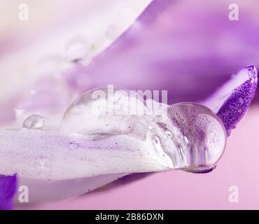 Makrofoto von Wasser fällt auf dem Blütenblatt der violetten Gänseblümchen ab Stockfoto