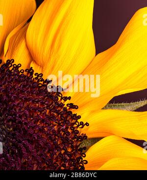 Makrofoto einer schönen gelben Sonnenblume Stockfoto