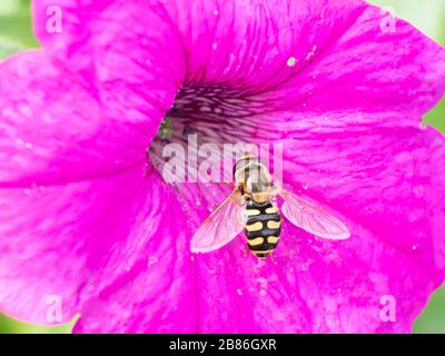 Nahaufnahme der Bienen, die Pollen einer rosafarbenen Petunia Blumenblüte sammeln. Schöne Farben und Hintergrundbild dieser großen Biene, die im Zentrum von t fliegt Stockfoto