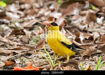 Schwarz gehauene Ooriole, Oriolus chinensis, Erwachsene, die sich auf dem Boden ernähren, Singapur Stockfoto