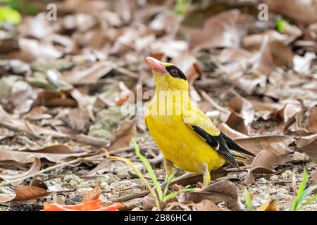 Schwarz gehauene Ooriole, Oriolus chinensis, Erwachsene, die sich auf dem Boden ernähren, Singapur Stockfoto