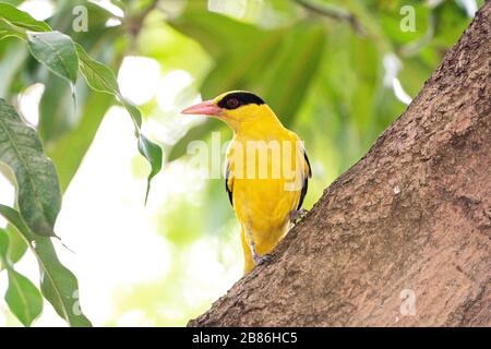 Schwarz gehauene Ooriole, Oriolus chinensis, Erwachsene, die in Baum, Singapur, gehüllt sind Stockfoto