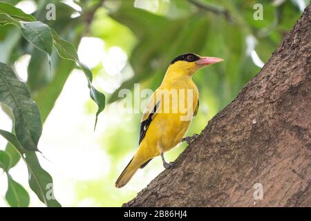 Schwarz gehauene Ooriole, Oriolus chinensis, Erwachsene, die in Baum, Singapur, gehüllt sind Stockfoto