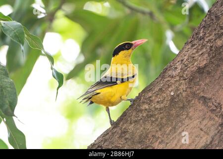 Schwarz gehauene Ooriole, Oriolus chinensis, Erwachsene, die in Baum, Singapur, gehüllt sind Stockfoto