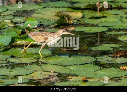 Yellow Bittern, Ixobrychus sinensis, wlking on floating vegetation which wking, Gardens by the Bay, Singapur Stockfoto