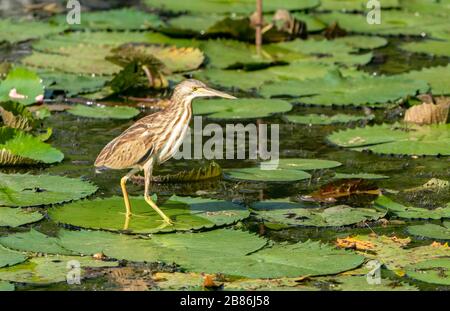 Yellow Bittern, Ixobrychus sinensis, wlking on floating vegetation which wking, Gardens by the Bay, Singapur Stockfoto