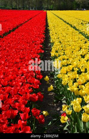 Lisse, die Netherlands-Mai 2019: Blick auf Augenhöhe vertikale Ansicht endloser Reihen leuchtend gelber und roter Tulpen im Frühjahr Stockfoto