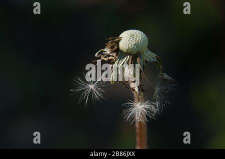 Löwenzahn mit etwas Flaum und Samen. Spätfrühling. Nahansicht. Stockfoto