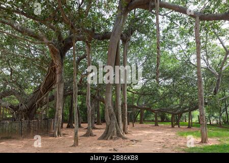 Banyan Tree in Auroville Pondicherry in Indien Stockfoto