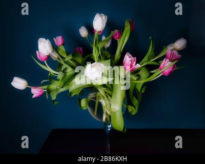 Blumenstrauß aus rosafarbenen weißen und violetten Tulpen in einer Vase auf dunkelgrünem Hintergrund, Frühlingsblumen in einer Vase, Kopierraum. Stockfoto