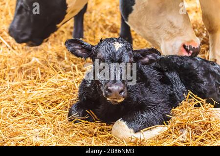 Neugeborenes holländisches Schwarz mit weißem Kalb auf Heu in einem Bauernhaus Stockfoto