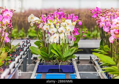 Rosa und Weiß blühende Orchideen bereit für den Export in einem Gewächshaus Stockfoto