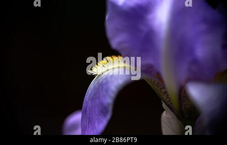 Schöne Nahaufnahmen von frühlingsfarbenen Blumen in Blüte, Dandelionen oder Blättern mit zarten Details und sanftem Sonnenlicht und Bokehhintergrund. Stockfoto