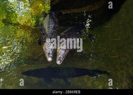 Das Paar Caiman ( Alligatorix ) schläft in einem Wasser. Stockfoto