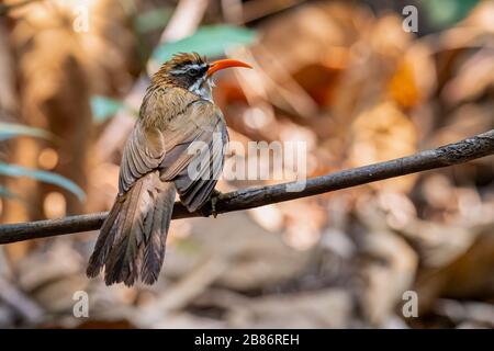 Rote-Billed-Scimitar-Babbler nach dem Baden auf einem Barsch Stockfoto