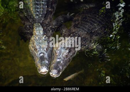 Das Paar Caiman ( Alligatorix ) schläft in einem Wasser. Stockfoto