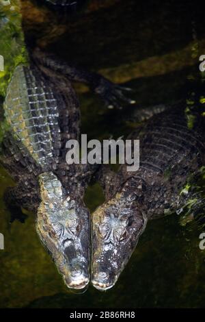 Das Paar Caiman ( Alligatorix ) schläft in einem Wasser. Stockfoto