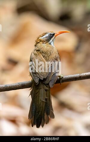 Rote-Billed-Scimitar Babbler auf einem Blick in die Ferne Stockfoto