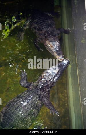 Das Paar Caiman ( Alligatorix ) schläft in einem Wasser. Stockfoto