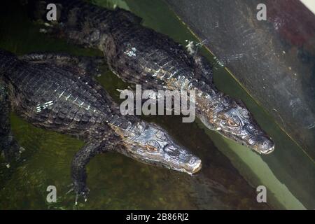 Das Paar Caiman ( Alligatorix ) schläft in einem Wasser. Stockfoto