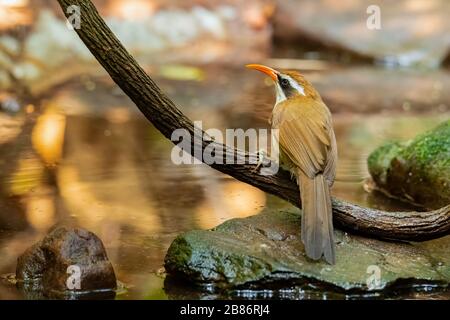 Rote-Billed-Scimitar Babbler auf einem Perch in der Nähe von Wasserloch Stockfoto