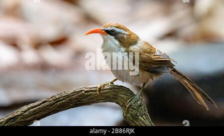 Rote-Billed-Scimitar Babbler auf einem Blick in die Ferne Stockfoto