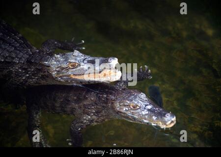 Das Paar Caiman ( Alligatorix ) schläft in einem Wasser. Stockfoto