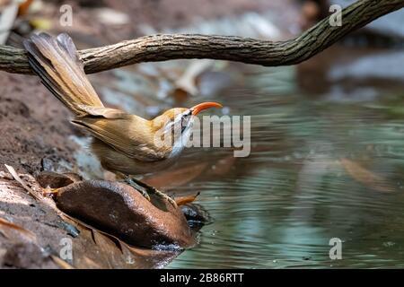 Rote-Billed-Scimitar Babbler auf einem Felsen in der Nähe von Wasserloch Stockfoto