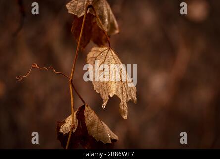 Schöne Nahaufnahmen von frühlingsfarbenen Blumen in Blüte, Dandelionen oder Blättern mit zarten Details und sanftem Sonnenlicht und Bokehhintergrund. Stockfoto