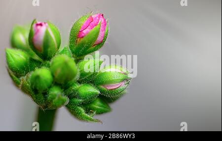 Schöne Nahaufnahmen von frühlingsfarbenen Blumen in Blüte, Dandelionen oder Blättern mit zarten Details und sanftem Sonnenlicht und Bokehhintergrund. Stockfoto