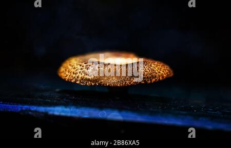 Schöne Nahaufnahmen von frühlingsfarbenen Blumen in Blüte, Dandelionen oder Blättern mit zarten Details und sanftem Sonnenlicht und Bokehhintergrund. Stockfoto