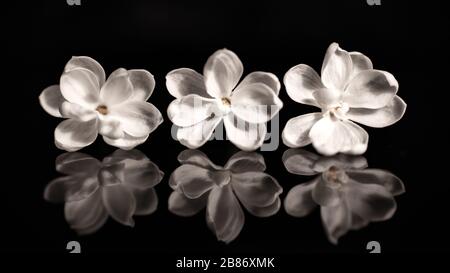 Schöne Nahaufnahmen von frühlingsfarbenen Blumen in Blüte, Dandelionen oder Blättern mit zarten Details und sanftem Sonnenlicht und Bokehhintergrund. Stockfoto