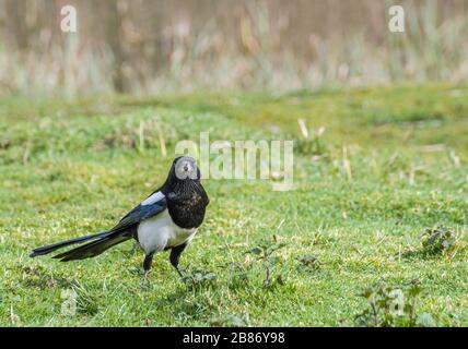 Magpie Pica pica auf der Suche nach Essen Stockfoto