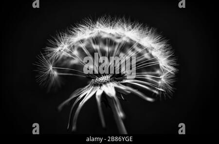 Schöne Nahaufnahmen von frühlingsfarbenen Blumen in Blüte, Dandelionen oder Blättern mit zarten Details und sanftem Sonnenlicht und Bokehhintergrund. Stockfoto