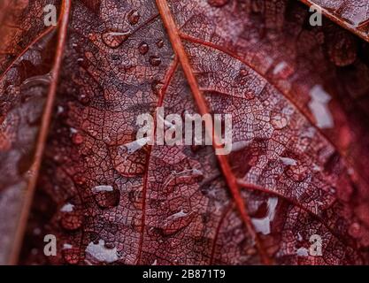 Nahaufnahmen von sich wiederholenden Motiven oder Elementsuiten für Hintergrund oder Hintergrund, in Farbe oder Schwarzweiß. Stockfoto
